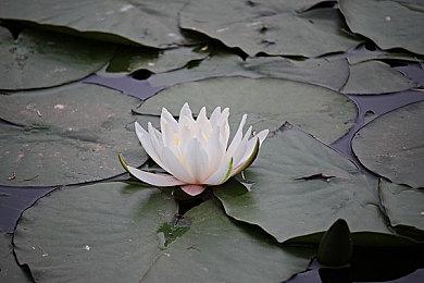 国风独立动作游戏《平寇志》现已正式定档12月7日！